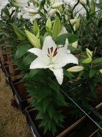 [5291 Ortolan No02.JPG]